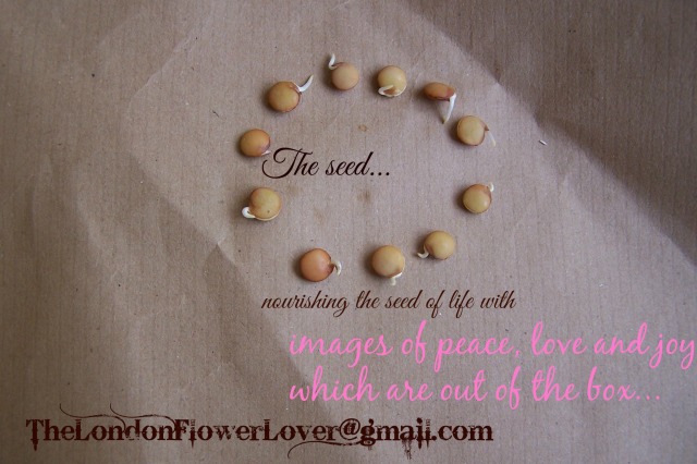 the london flower lover the seed nourished with the environment of peace, love and joy